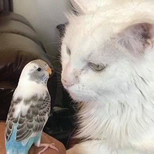 Meet your Posher, Janeen